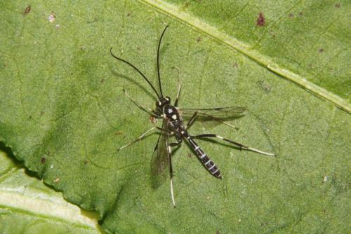 Picardiella melanoleuca